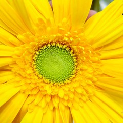 yellow flower closeup of a sunflower