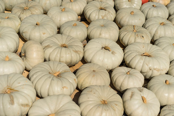 Lots of colorful pumpkins laid out in the row. Colored pumpkin as background, wallpaper.