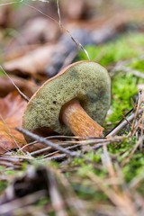 Beautiful butter mushroom in amazing green moss. Mushrooms cut in the woods - Popular  mushroom in...