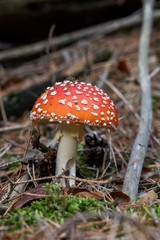 Toadstool, close up of a poisonous mushroom in the forest on green moss ground - Mushrooms cut in the woods  - white mushroom with red hat