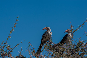 Closeup of two Southern red-billed hornbills -Tockus rufirostris- sitting on a branch of a tree in Etosha National Park, Namibia.