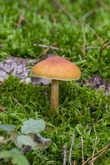  wild forrest mushroom in the woods in fall. Mushrooms in the forest on green moss ground - Mushrooms cut in the woods - close-up