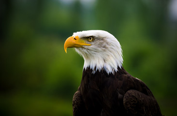 Obraz premium american bald eagle