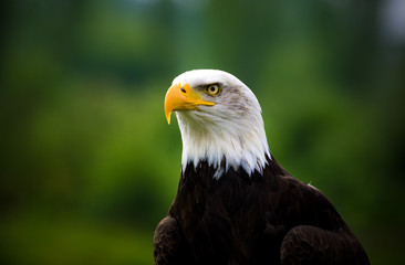 Obraz premium portrait of an american bald eagle
