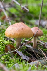  wild forrest mushroom in the woods in fall. Mushrooms in the forest on green moss ground - Mushrooms cut in the woods - close-up