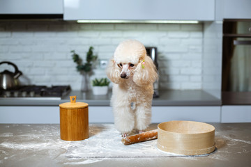 Beautiful poodle dog on the kitchen table.