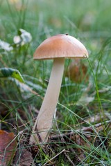  Beautiful close up of a group of mushrooms growing on  on green moss ground and dark bokeh forest background. Mushroom macro, Mushrooms photo, forest photo, forest background - Mushrooms cut in the w