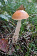  Beautiful close up of a group of mushrooms growing on  on green moss ground and dark bokeh forest background. Mushroom macro, Mushrooms photo, forest photo, forest background - Mushrooms cut in the w