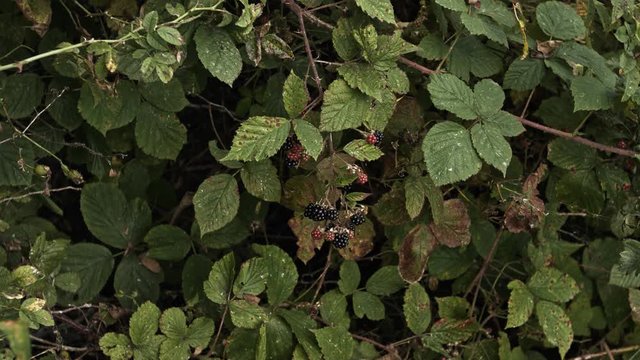 Slowmotion of blackberries on branch. Ripe and juicy. Fruits for background with copy space.
