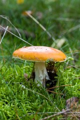 Toadstool, close up of a poisonous mushroom in the forest on green moss ground - Mushrooms cut in the woods  - white mushroom with red hat