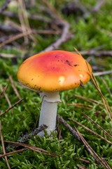 Toadstool, close up of a poisonous mushroom in the forest on green moss ground - Mushrooms cut in the woods  - white mushroom with red hat