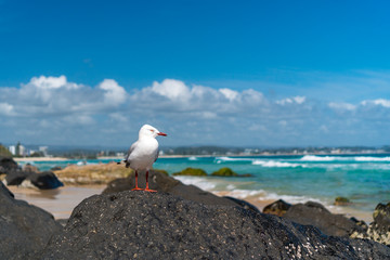 Seagull sitting on the rock at the beach with beautiful ocean waves and Gold Coast skyline in the background, Queensland, Australia. Wide panoramic landscape. 