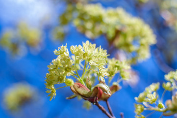 Spring maple flowers, against a clear sky, close-up with a blurred background