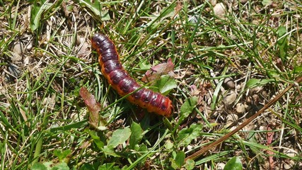  Butterfly caterpillar crawling on the grass.