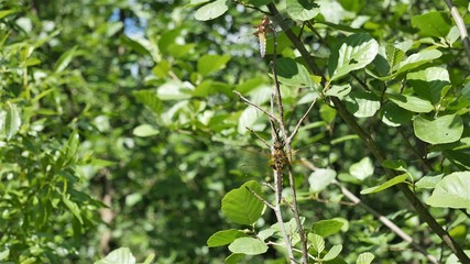  Female and male dragonflies are sitting on the same branch in the forest.