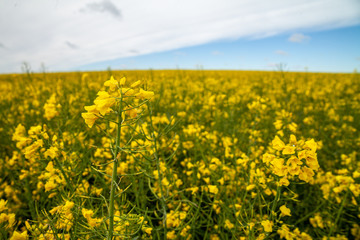 Obraz premium Oilseed Rapeseed Flowers in Cultivated Agricultural Field Late Spring Time