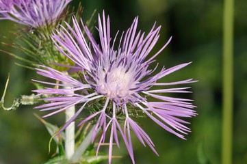 Galactites tomentosa (purple milk thistle) is a biennial herbaceous plant belonging to the Asteraceae family, Crete