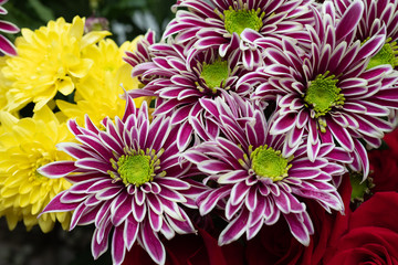 Yellow and lilac chrysanthemum and red roses-floral floral background. Close up.