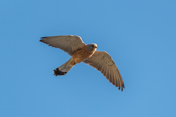 Obraz premium Lesser kestrel (Falco naumanni) male flying