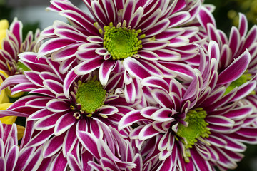 Chrysanthemum variety Sabba, lilac color with beautiful petals. Close up. Floral background.