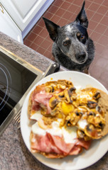 Dog looking up at plate of food on kitchen table top