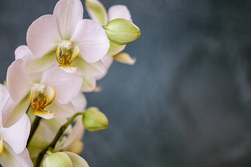 Weiße Orchidee, Hintergrund dunkel, Freiraum