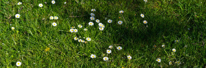 Blumenwiese im Frühling