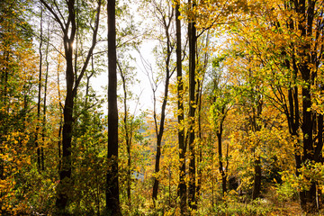 Obraz premium Natures beauty with high rise trees sunlight effect down from trees to earth giving perfect look of forest best to spend some lonely time within this amazing natures beauty.