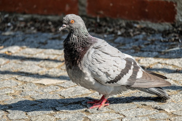 Gray Pigeon on Vysehrad, Prague.