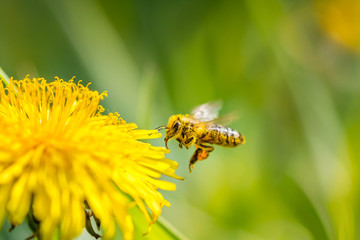 Le pouvoir des fleurs....!