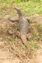 monitor lizard crawling up hill