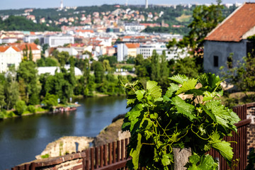 Fototapeta na wymiar Beautiful Prague through the leaves of grapevine at Vysehrad vineyard.