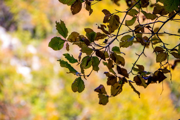 Fototapeta premium fall foliage