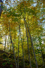 Fototapeta na wymiar autumnal landscape of val fondillo in Abruzzo national park, Italy