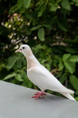 White dove on a branch.