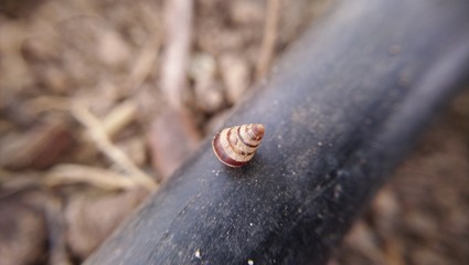 Conch attached to a hose.