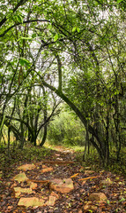 Path into the forest
