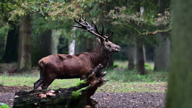 Red deer male is calling on the forest meadow, mating season, autumn, germany, (cervus elaphus)