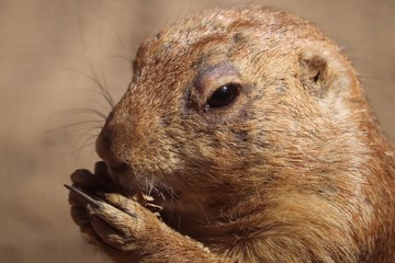 Close-up of a prairie dog