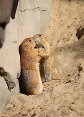prairie dogs 