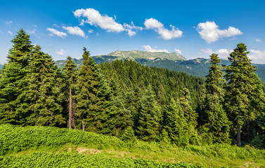 Fir forest on the mountains in summer