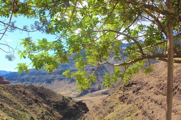 landscape with trees
