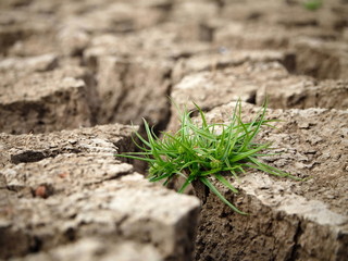 Grass on the dry land