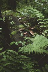 Fototapeta premium Dark and moody edit of a little creek in a magical fantasy forest in bavaria. Spooky mystical feeling. Romantic fern, deadwood and roots.