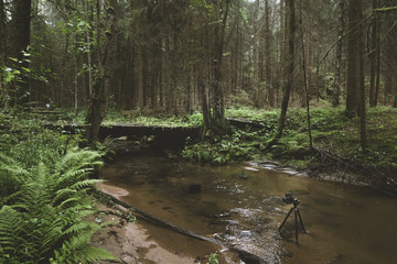 Dark and moody edit of a little creek in a magical fantasy forest in bavaria. Spooky mystical feeling. Rotten  wooden bridge used by knights. Covered with fern and moss.