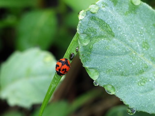 Red ladybug, black spots on green vegetables