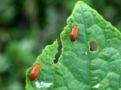 Pumpkin beetle, Cucurbit beetle, Squash beetle destroys leafy vegetables