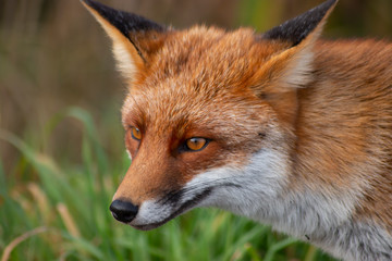 Portrait of a fox