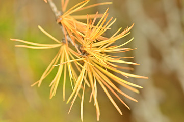 The foliage of Mt.Fuji 5th stage Japanese larch begins