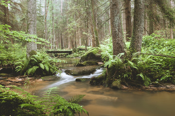 Dark and moody edit of a little creek in a magical fantasy forest in bavaria. Spooky mystical...